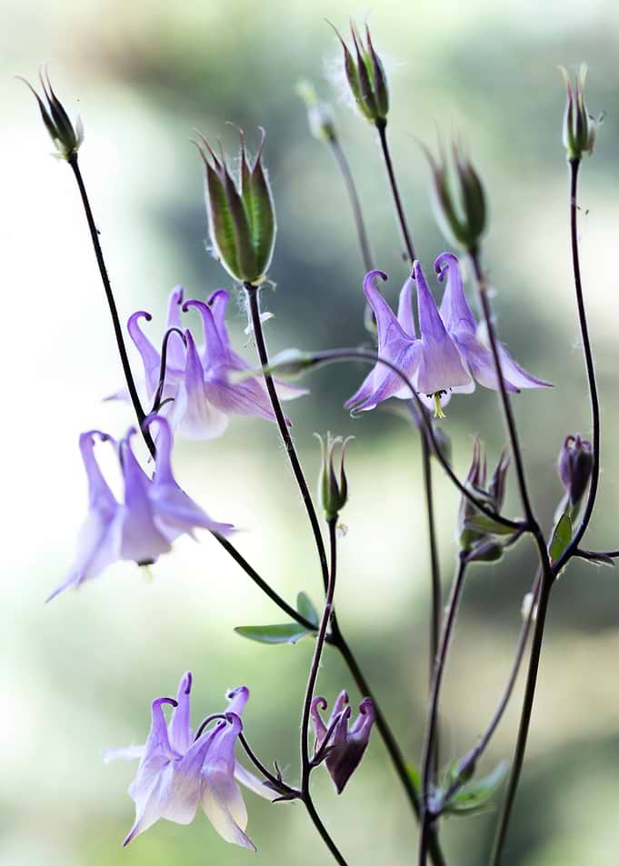 Purple Columbine Flowers and Seed Pods