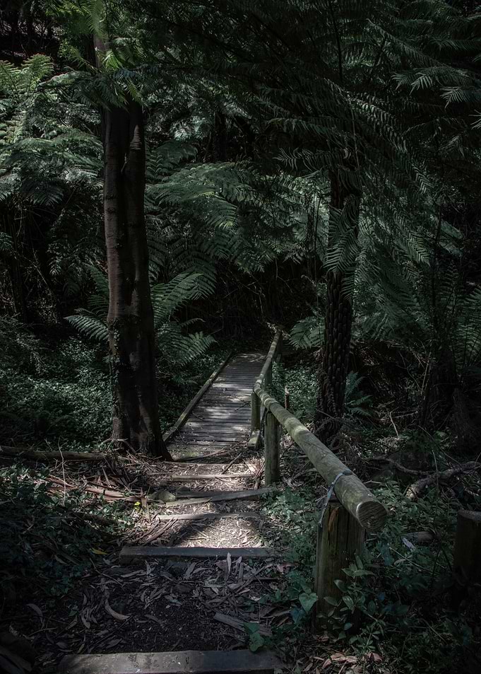 Wooden Boardwalk Through a Lush Forest