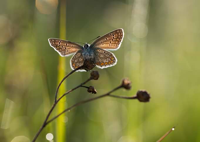 Butterfly on a dry plant stem