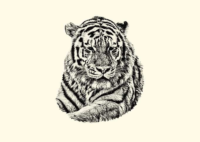 Tiger Portrait