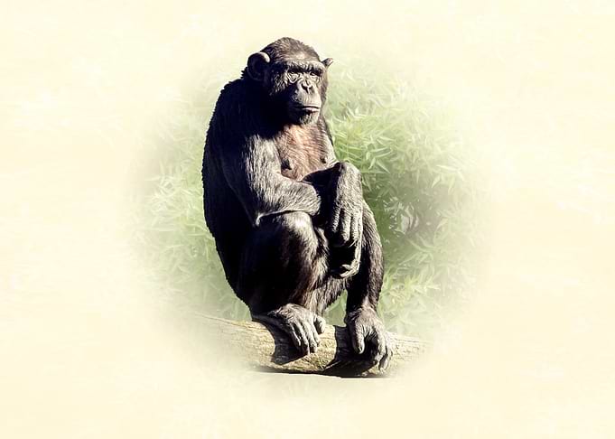 Chimpanzee sitting on a branch