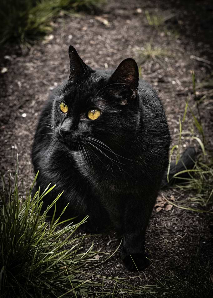 Black Cat with Yellow Eyes