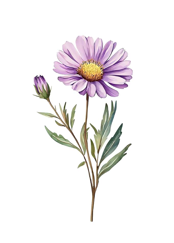 Purple Aster Flower and Bud