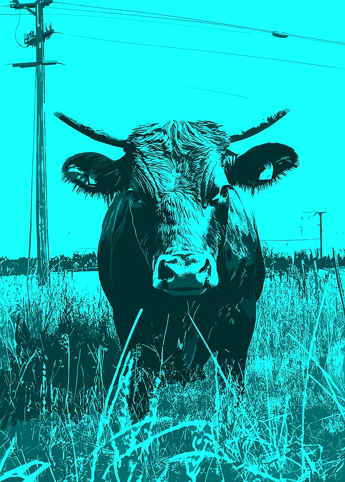 Cow in a Field with Power Lines