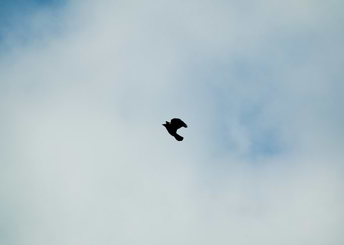 Silhouette of a raven bird in flight
