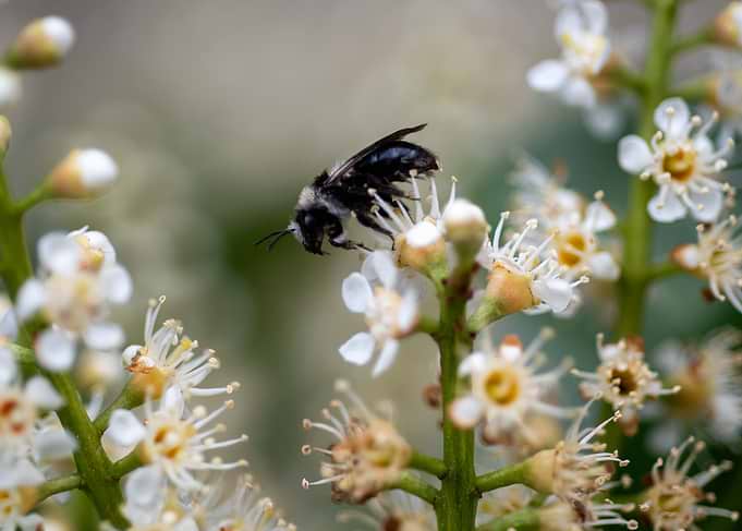 Bee on white flowers