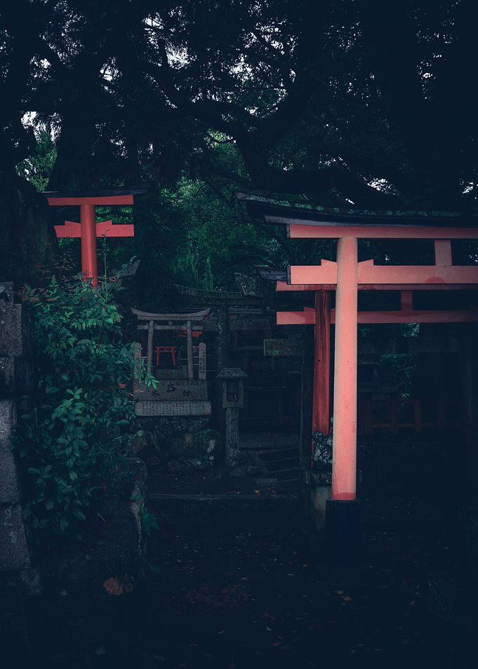 Torii Gates in a Forest