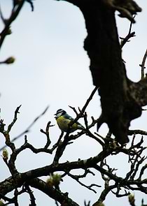 Blue Tit on a Branch