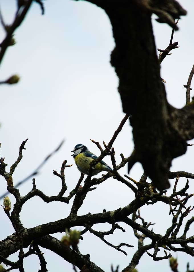 Blue Tit on a Branch