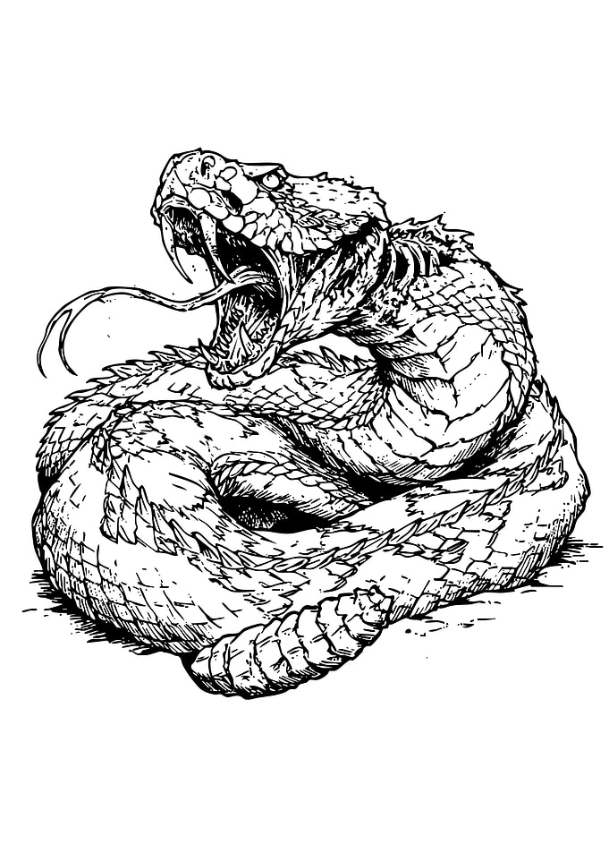 Rattlesnake striking with fangs bared