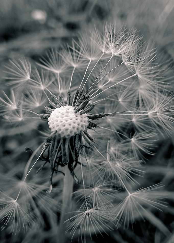 Dandelion Seed Head Close-up