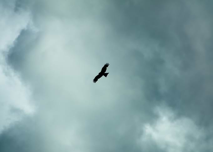 Silhouette of a buzzard bird in flight