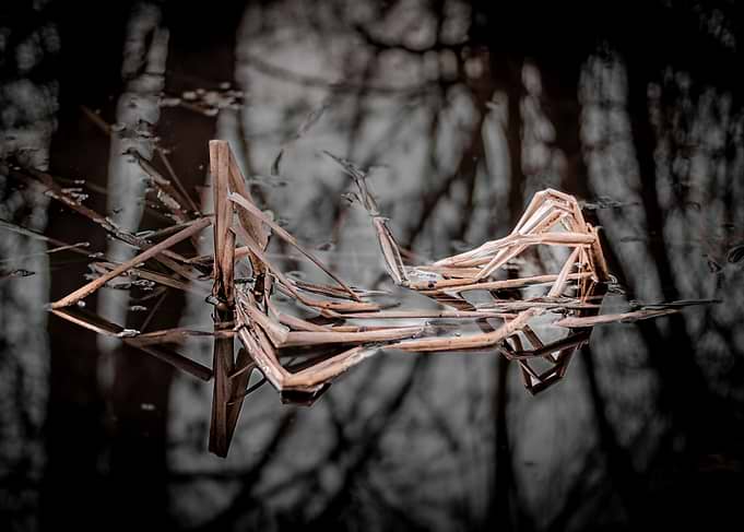 Dry Reeds Reflected in Water