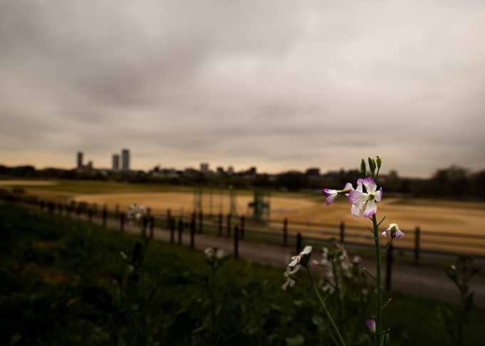 Flower on a cloudy skyline
