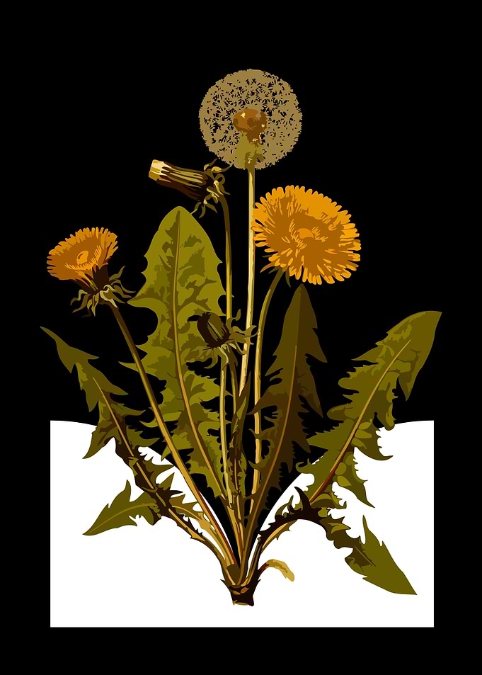 Dandelion Flowers and Seed Heads