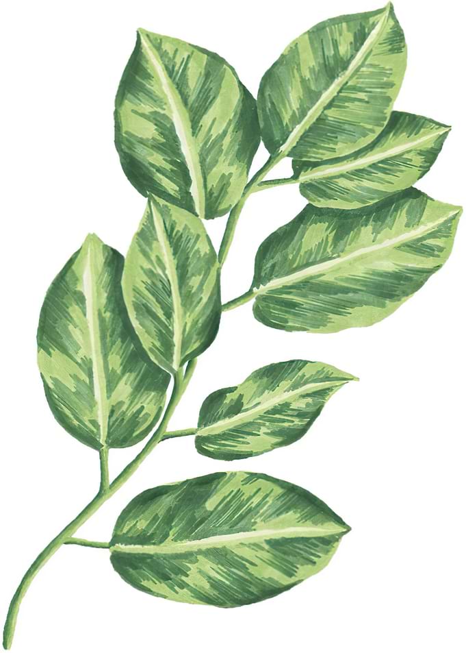 Variegated Ficus Leaves on Stem