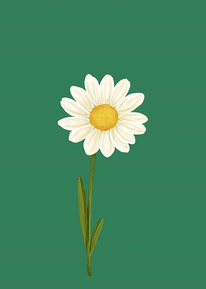 Single Daisy on Green Background