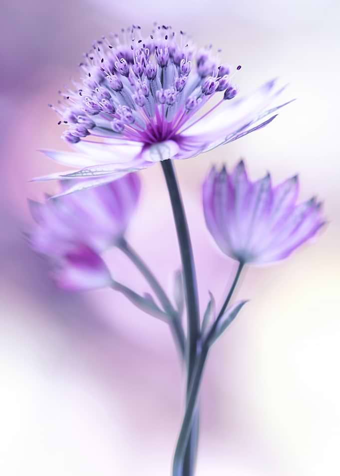 Soft Focus Purple Astrantia Flowers