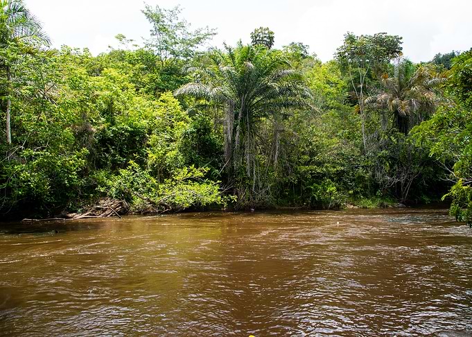 Lush Jungle River Scene