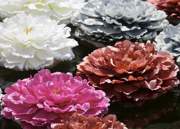 Colorful Peony Flowers Floating