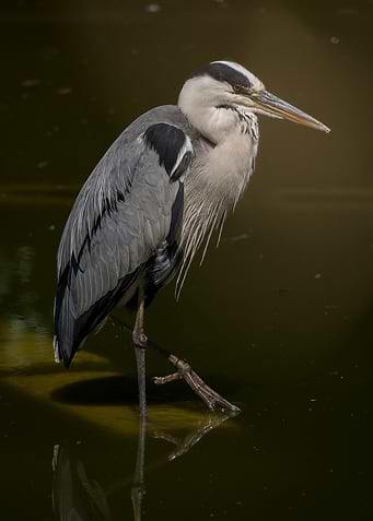 Grey Heron Standing in Water