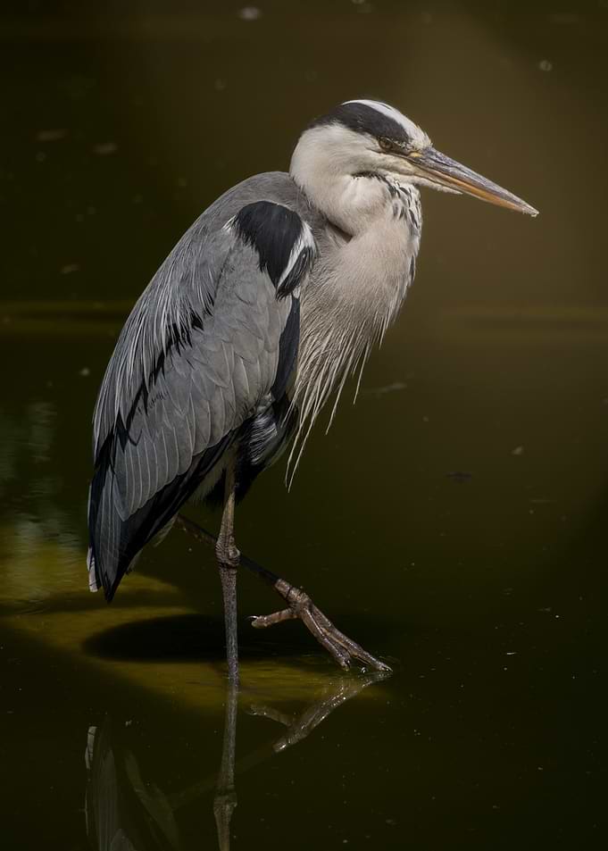 Grey Heron Standing in Water