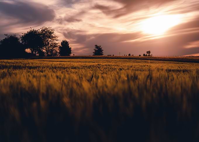 Sunset over a golden field