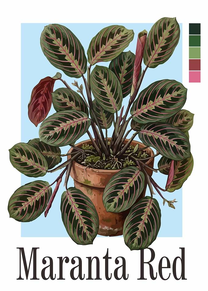 Maranta Red Plant Illustration