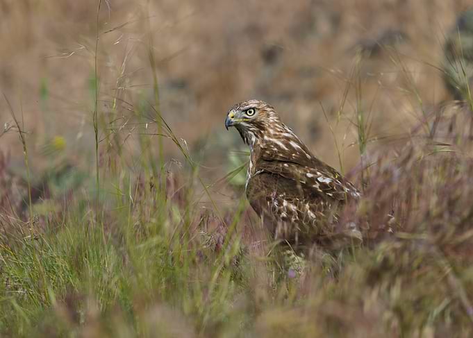Red-Tailed Hawk on the Hunt