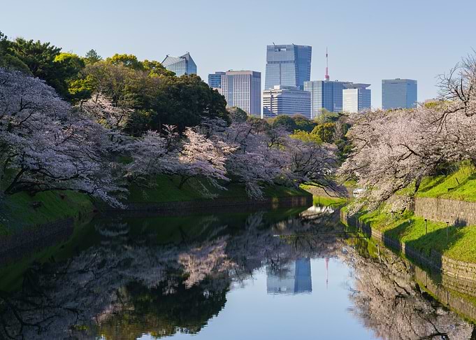 Chudorigafuchi Moat Cherry Blossoms Reflecting in Water with Tokyo City Skyline