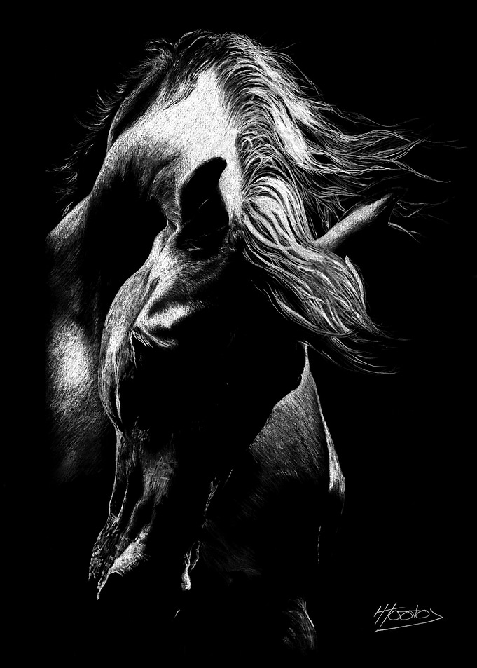 Dramatic Horse Portrait in White Scratch Art