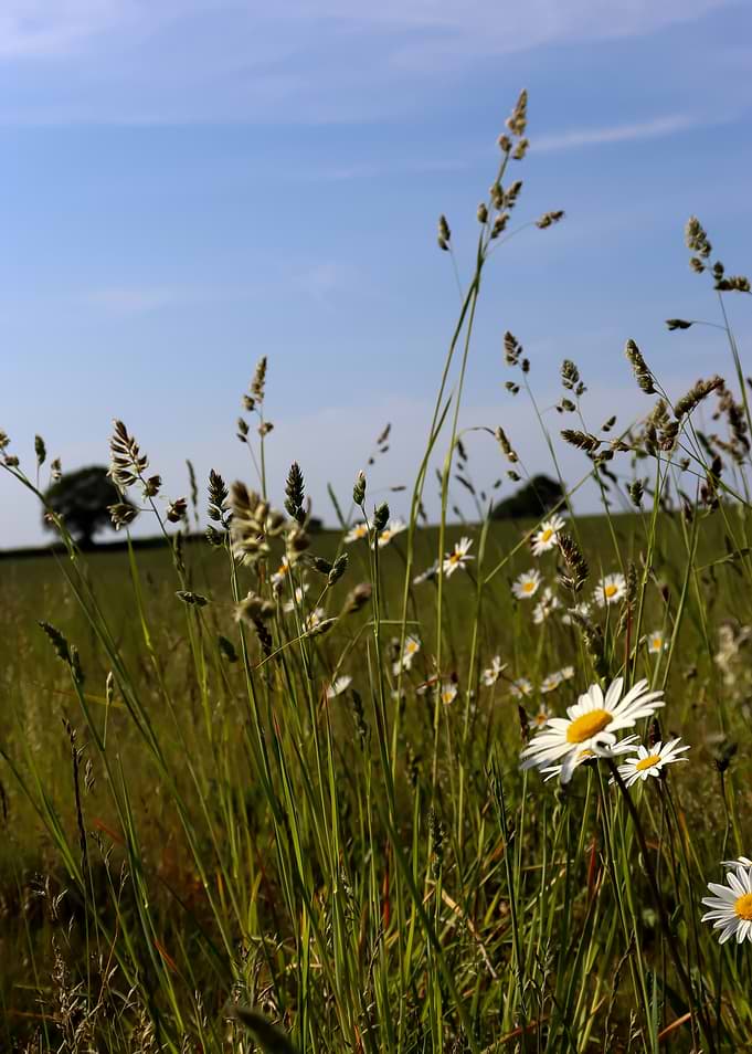 Wildflowers