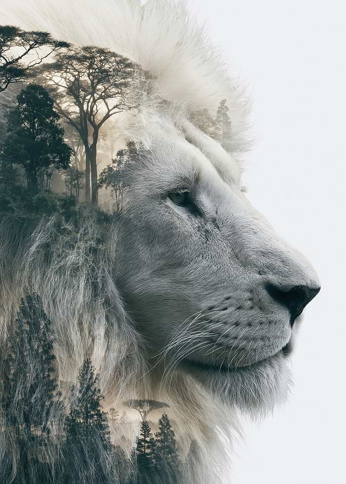 Double Exposure Lion and Forest