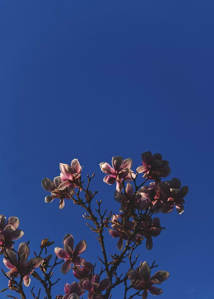 Magnolia in Evening Light