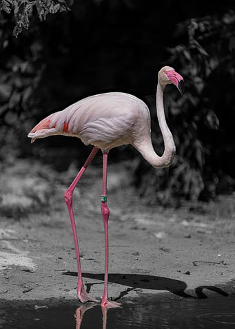 Flamingo Standing by Water
