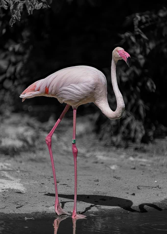 Flamingo Standing by Water