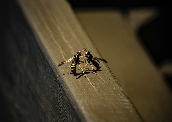 Two Wasps Fighting