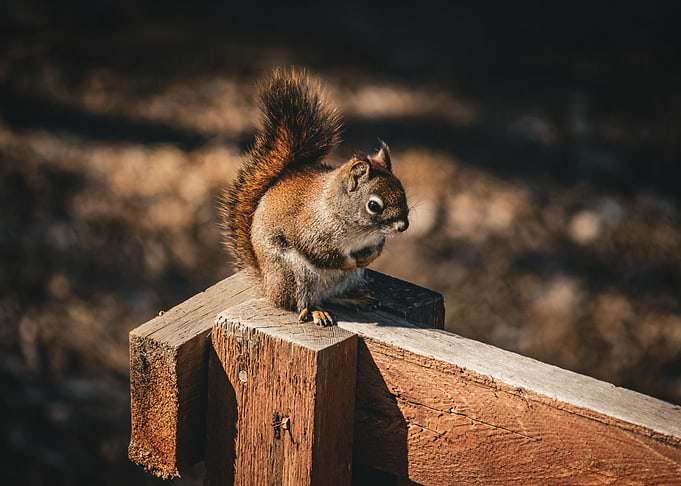 Red Squirrel on Wooden Post