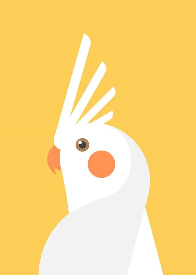 Minimalist Cockatiel Portrait