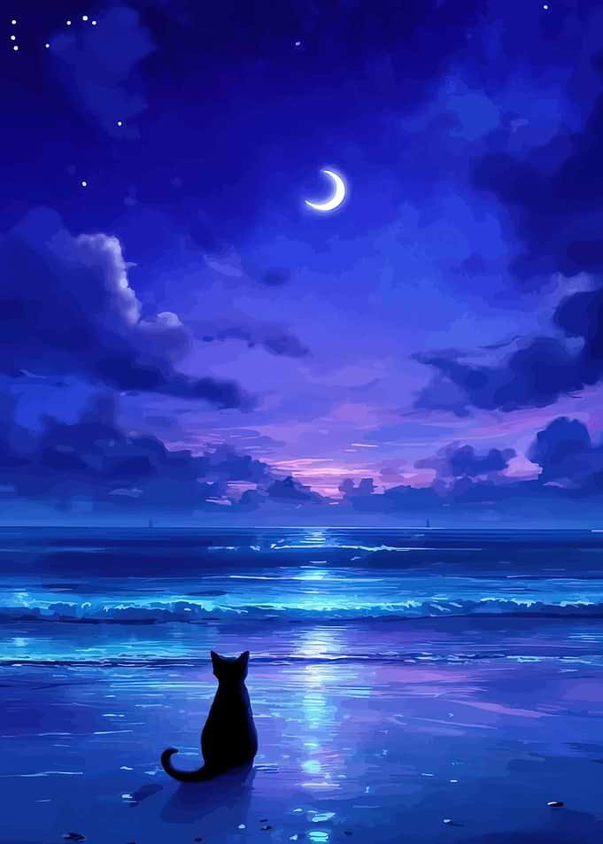 Black cat on beach at night