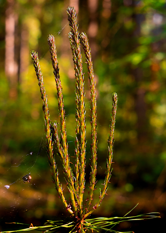 Young Pine Sapling with Spiderweb