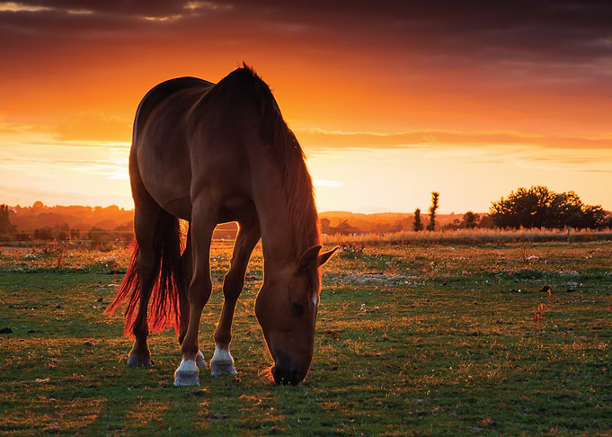 Horse grazing at sunset