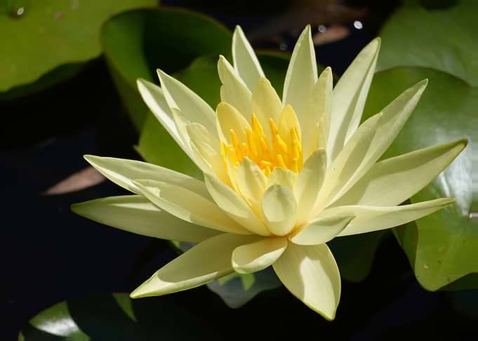 Yellow Water Lily in Bloom
