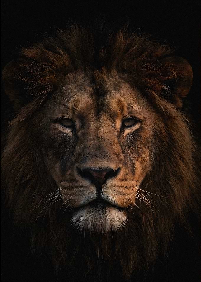 Majestic Lion Portrait