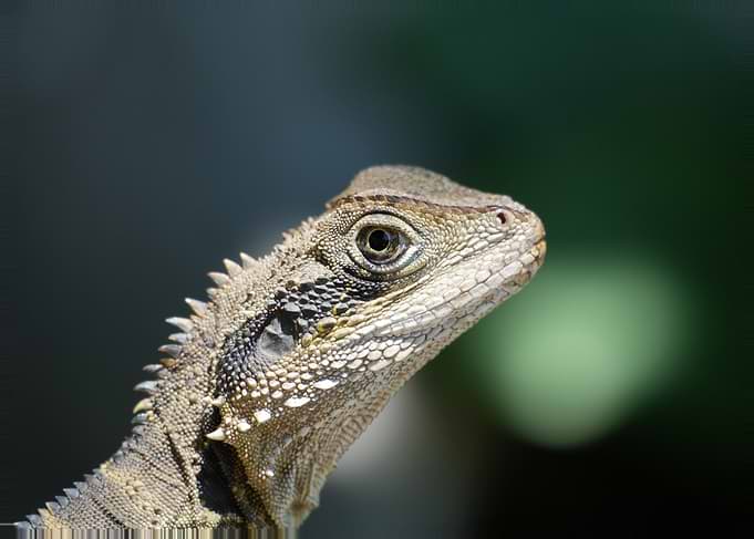 Close-up of a Water Dragon Lizard