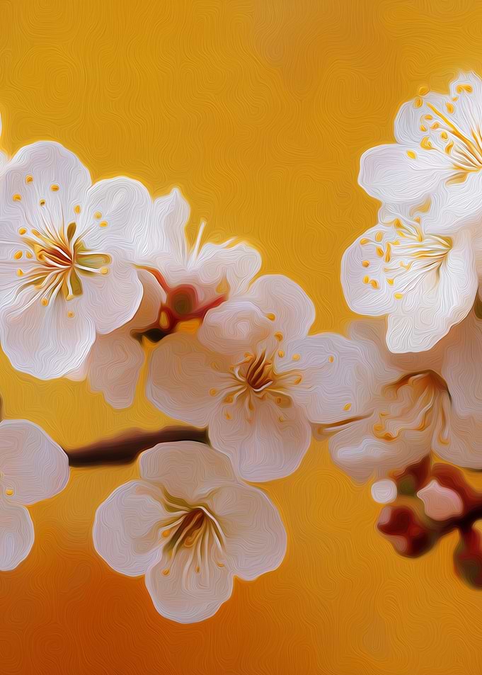 White Cherry Blossoms on Orange Background