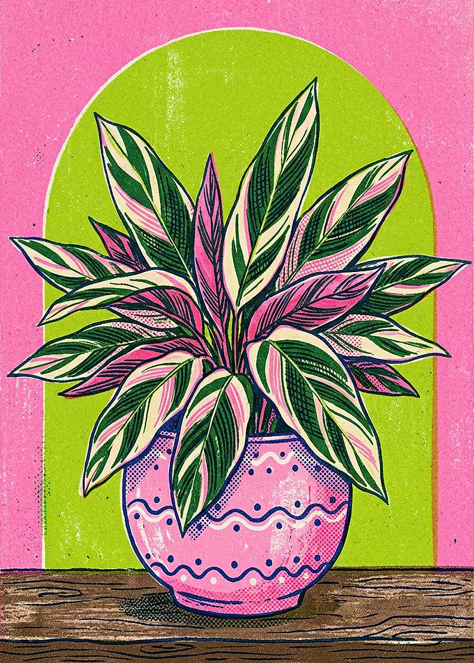 Potted Calathea Plant with Pink and Green Leaves