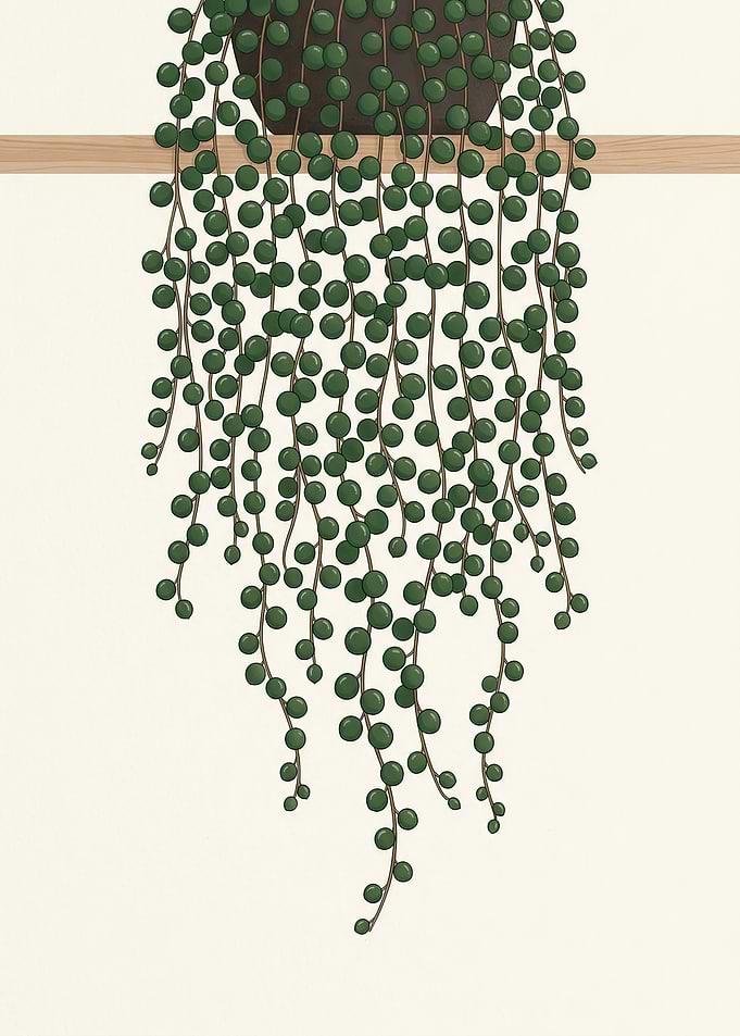 String of Pearls Plant Illustration