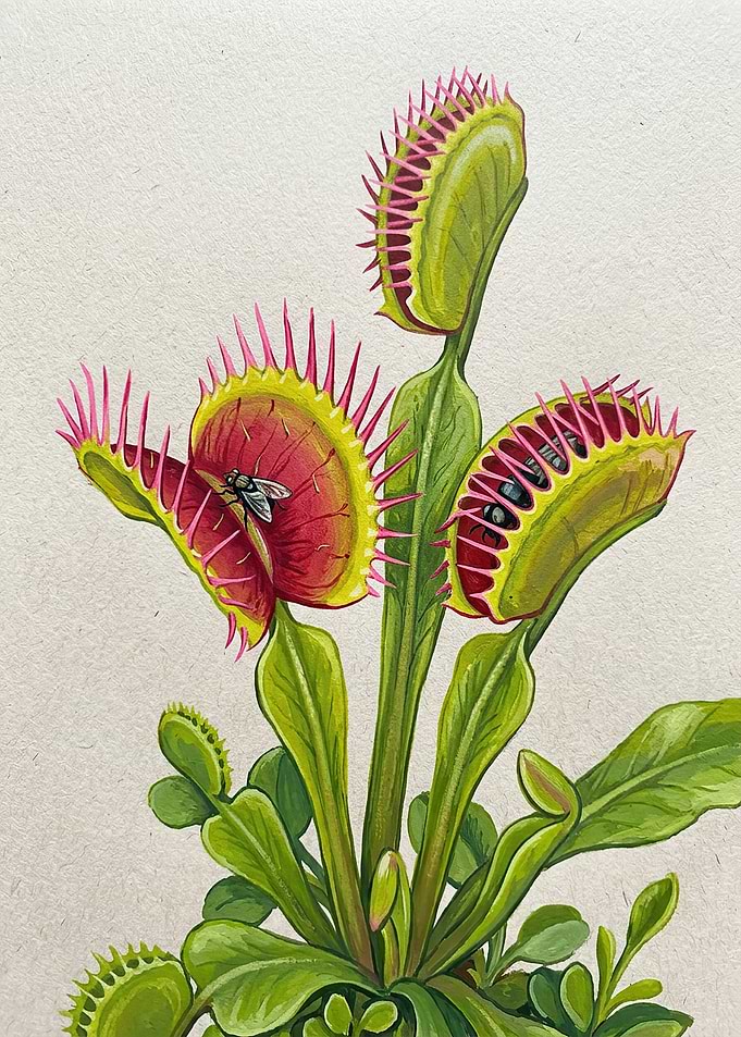 Venus Flytrap with Prey