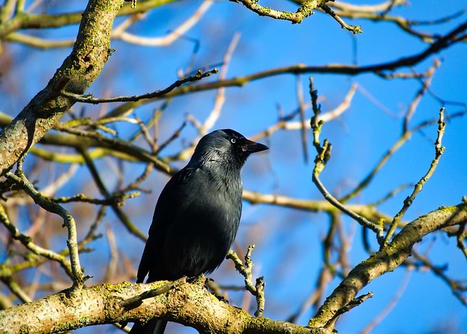Jackdaw perched on a tree branch
